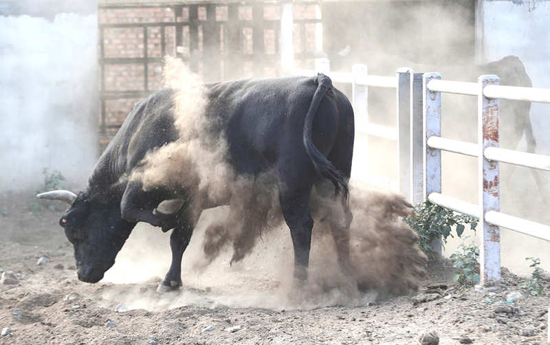 La cría inteligente de ganado impulsa la vitalización rural en Xinjiang
