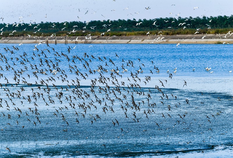El 9 de octubre de 2021, en la reserva natural Tiaozini de Dongtai, ciudad de Yancheng, en la provincia de Jiangsu, las aves migratorias vuelan en su hábitat durante la marea alta "720". Sun Jialu / Pueblo en Línea
