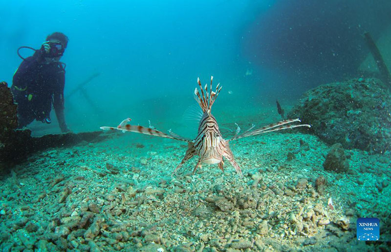 Renovado ecosistema submarino de la isla Fenjiezhou en Hainan atrae a más criaturas marinas