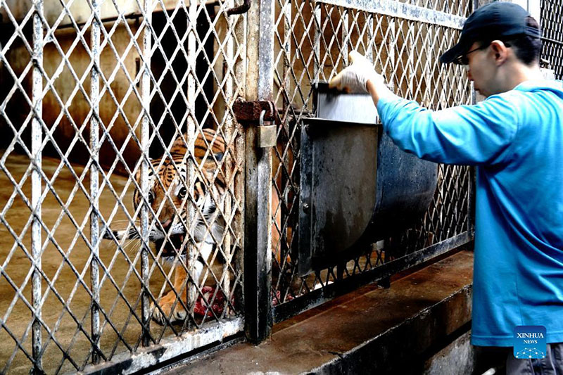 Un criador alimenta a los tigres del sur de China del zoológico de Shanghai, 11 de octubre del 2021. (Foto: Xinhua/ Zhang Jiansong)