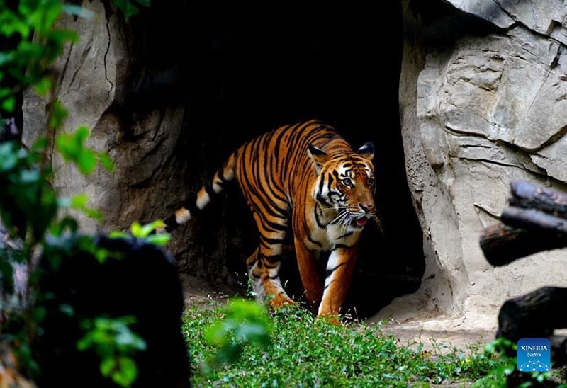 Tigre del sur de China del zoológico de Shanghai, 11 de octubre del 2021.  (Foto: Xinhua/ Zhang Jiansong)