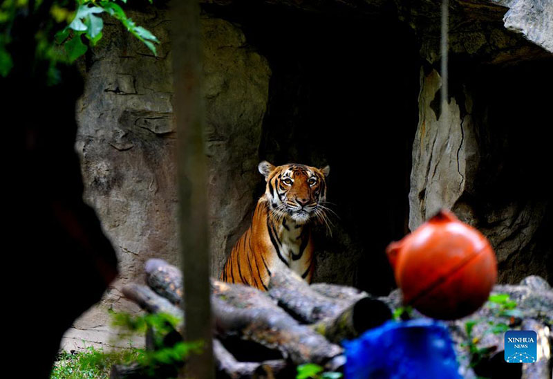 Tigres del sur de China del zoológico de Shanghai, 11 de octubre del 2021.  (Foto: Xinhua/ Zhang Jiansong)
