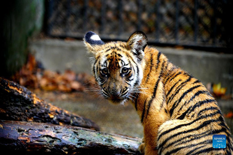 Tigre del sur de China del zoológico de Shanghai, 11 de octubre del 2021.  (Foto: Xinhua/ Zhang Jiansong)