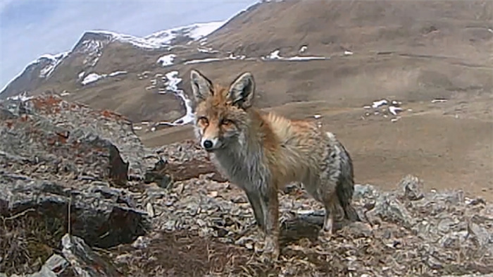 Parque Nacional de la Montaña Qilian: hogar de numerosas especies salvajes raras