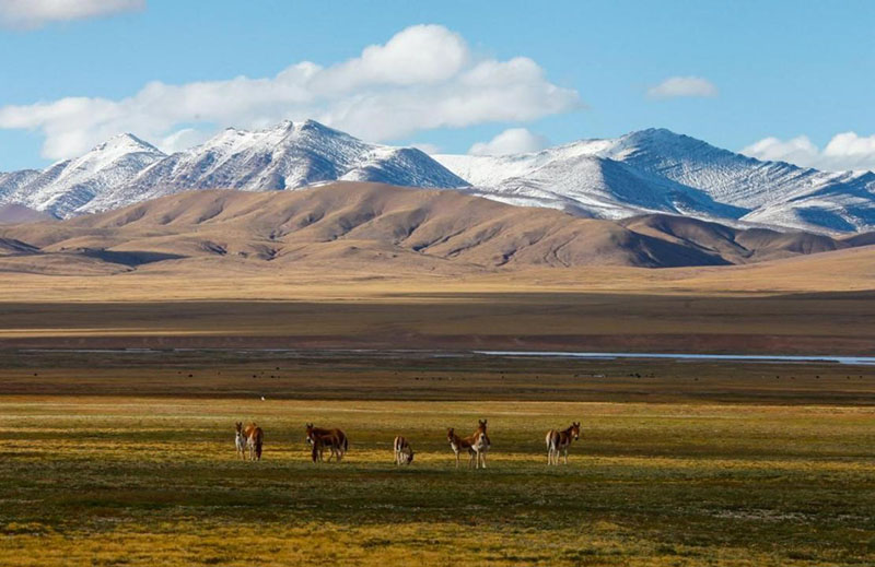 Imagen de varios burros salvajes tibetanos pastando en el Parque Nacional Sanjiangyuan de Qinghai. Han Jiajun / Pueblo en Línea