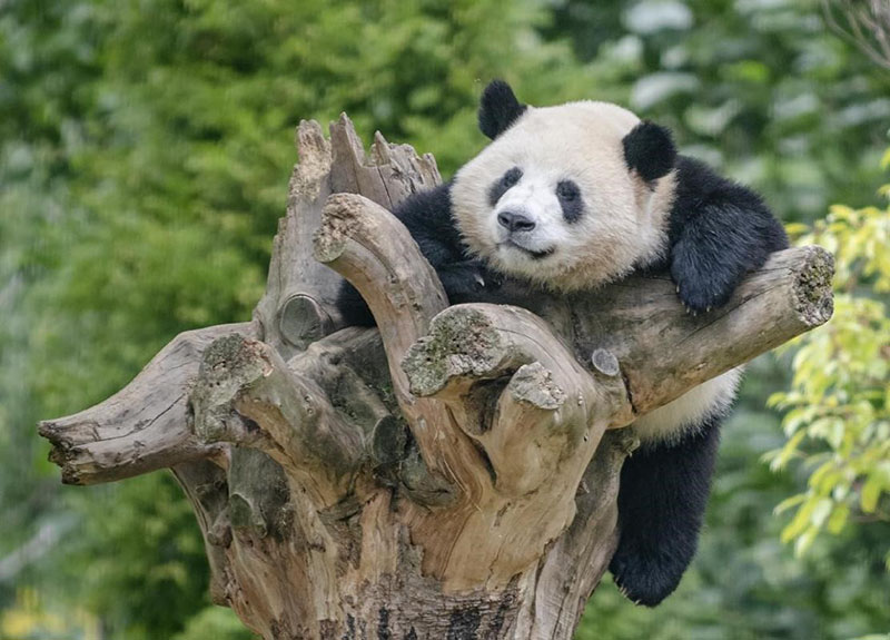 Imagen de un panda gigante en la Base Shenshuping del Centro de Investigación y Conservación del Panda Gigante de China en el condado Wenchuan, prefectura de Aba, provincia de Sichuan. Liu Guoxing / Pueblo en Línea