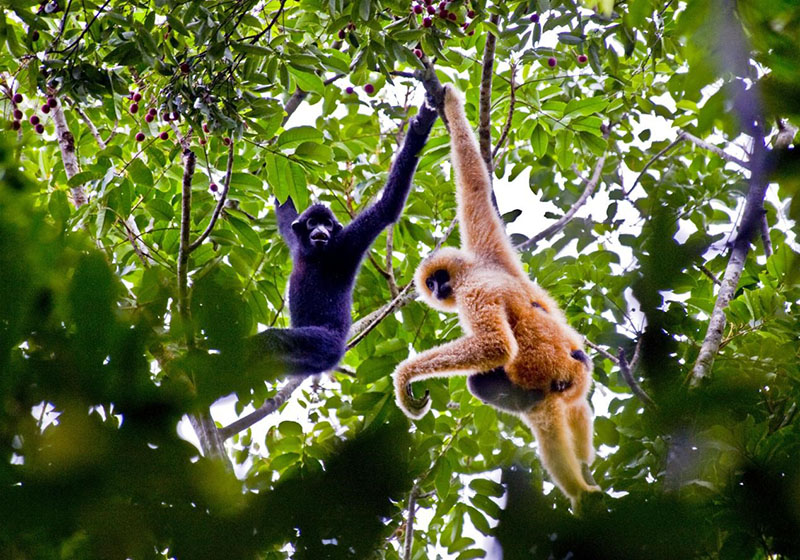 Imagen de dos monos gibón de Hainan en la Reserva Natural de Bawangling en la isla de Hainan. Jiang Jurong / Pueblo en Línea