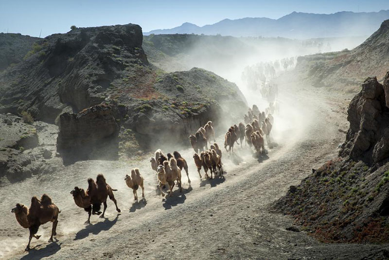Imagen de numerosos camellos durante la migración. [Foto de Zhou Xin / para chinadaily.com.cn]