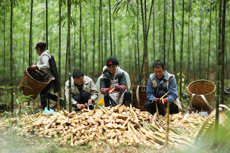 El cultivo de bambú marca el comienzo de una próspera temporada