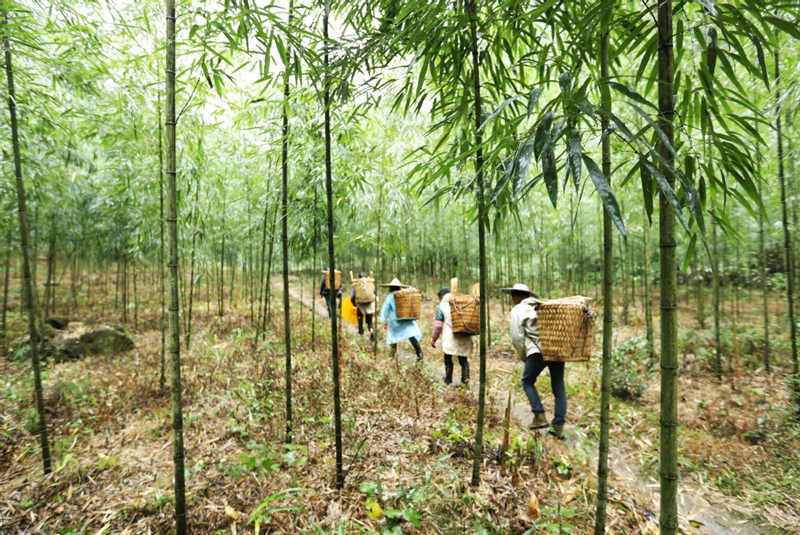 El cultivo de bambú marca el comienzo de una próspera temporada