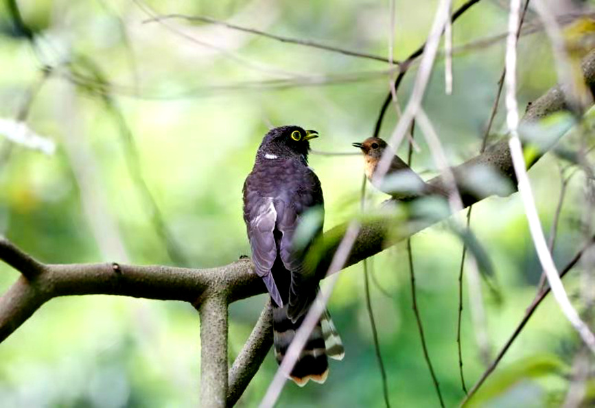 Aves de selva tropical. (Foto: Pueblo en Línea/ Zheng Meihua)
