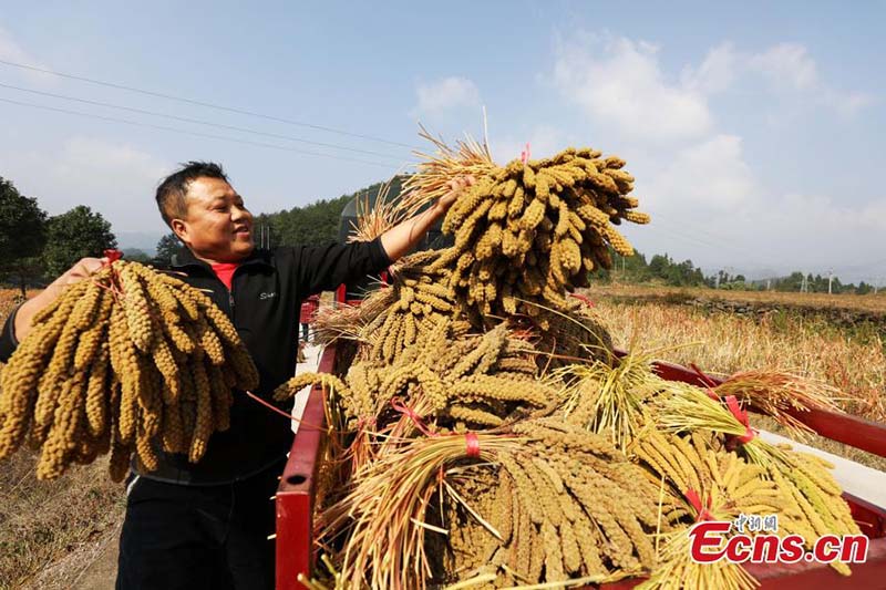 Los aldeanos cargan mijo en un camión en la aldea de Shuangcen, condado Jiangkou en Tongren, provincia de Guizhou, suroeste de China. (Foto: Servicio de Noticias de China / Li He)