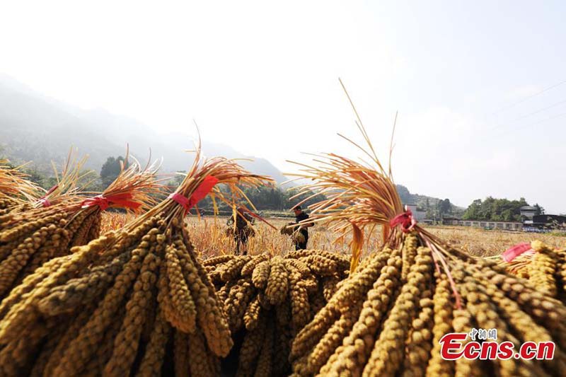Los aldeanos cosechan mijo en la aldea de Shuangcen, condado Jiangkou en Tongren, provincia de Guizhou, suroeste de China. (Foto: Servicio de Noticias de China / Li He)