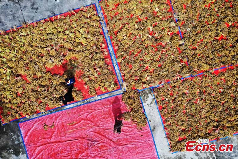 Los aldeanos secan mijo después de la cosecha en la aldea de Shuangcen, condado Jiangkou en Tongren, provincia de Guizhou, suroeste de China. (Foto: Servicio de Noticias de China / Li He)