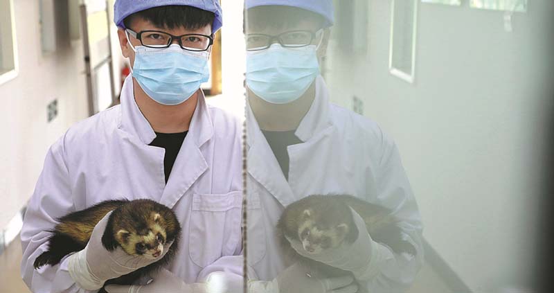 El técnico Teng Qingfeng sostiene un hurón en una base de cultivo del Instituto de Ciencias de Animales de Laboratorio en Beijing el 13 de agosto. [ZHU XINGXIN / CHINA DAILY]