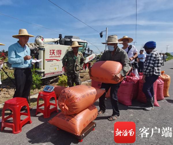 El arroz de doble cultivo logra un alto rendimiento en una ciudad tropical de China
