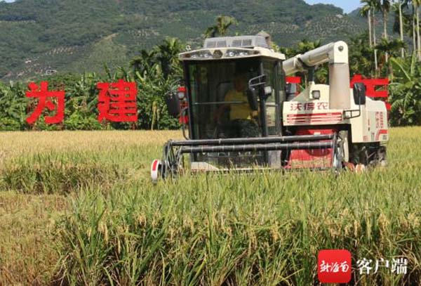 El arroz de doble cultivo logra un alto rendimiento en una ciudad tropical de China