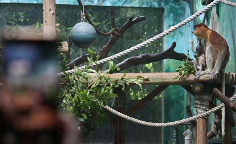 Los visitantes observan a los monos narigudos en el Parque Safari Chimelong en Guangzhou, provincia de Guangdong. [Foto de Zheng Erqi / chinadaily.com.cn]