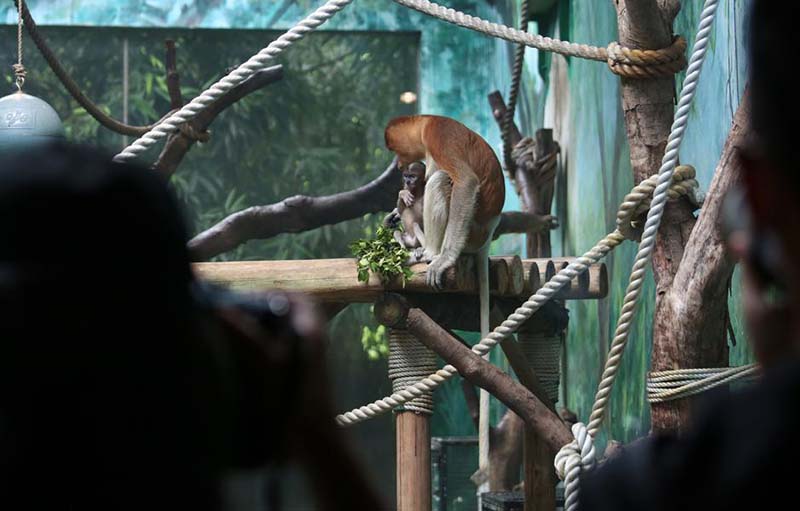 Los visitantes observan a los monos narigudos en el Parque Safari Chimelong en Guangzhou, provincia de Guangdong. [Foto de Zheng Erqi / chinadaily.com.cn]