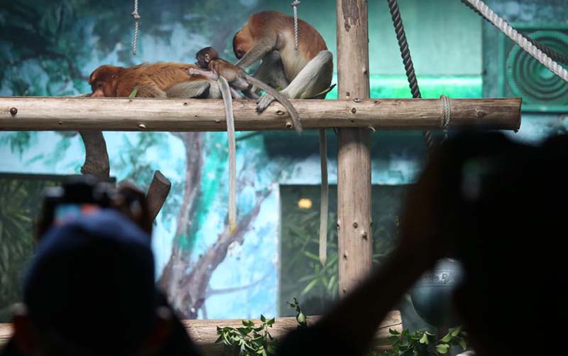 Los visitantes observan a los monos narigudos en el Parque Safari Chimelong en Guangzhou, provincia de Guangdong. [Foto de Zheng Erqi / chinadaily.com.cn]