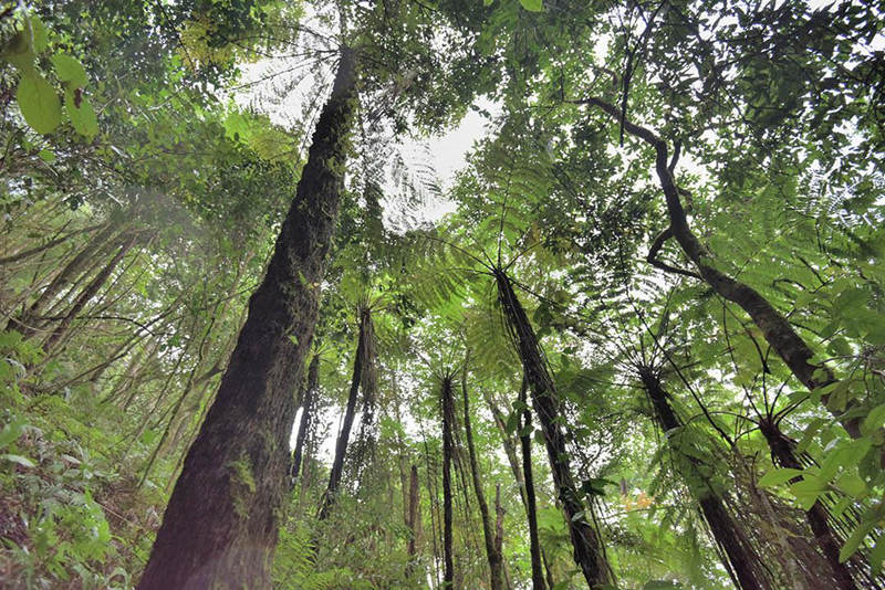 Localizan centenares de árboles "fósiles vivientes" en Yunnan