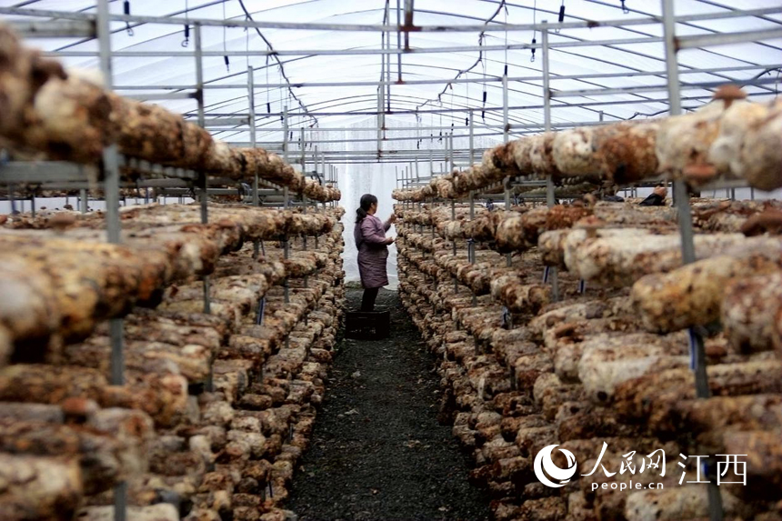 Un agricultor cosecha setas shiitake en un invernadero. (foto / Yu Huilin)