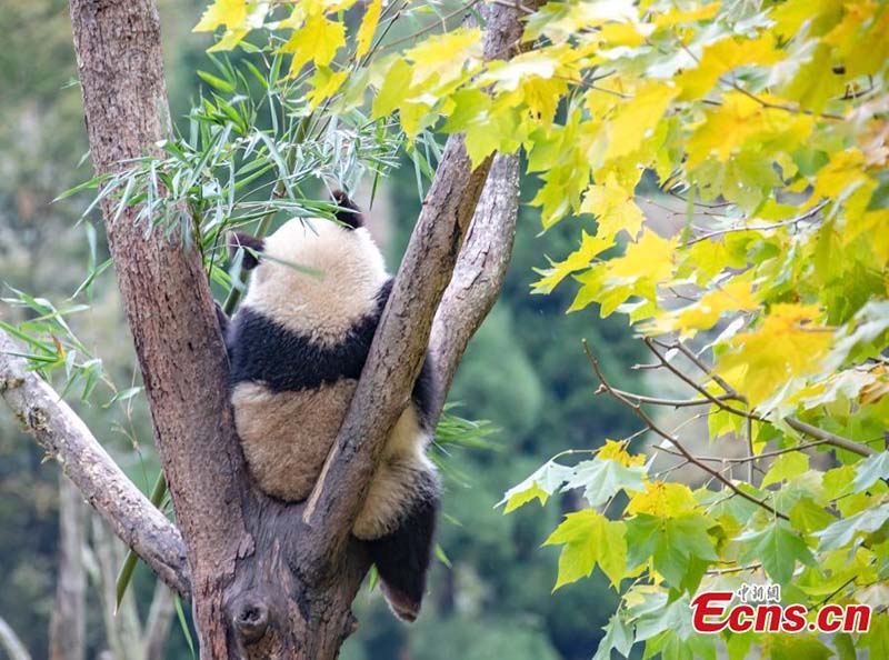 Los pandas gigantes disfrutan del otoño en Sichuan