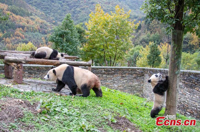 Los pandas gigantes disfrutan del otoño en Sichuan