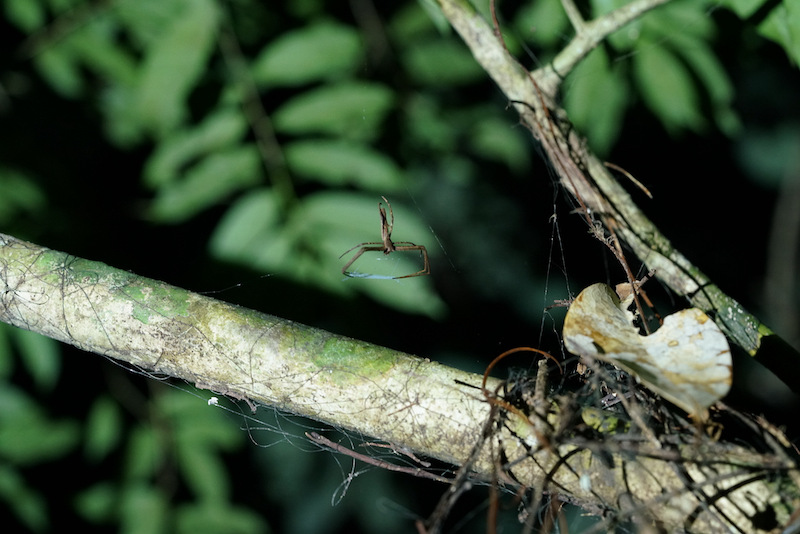 Parque Nacional de la Selva Tropical: paraíso de insectos en Hainan