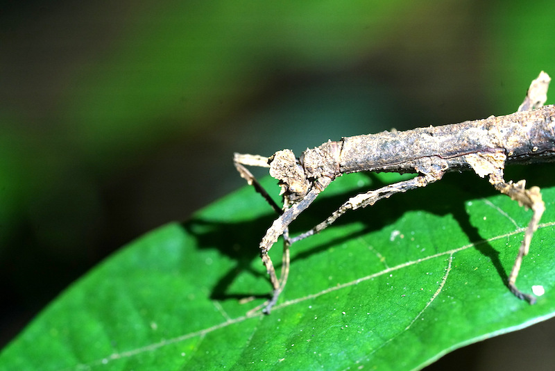 Parque Nacional de la Selva Tropical: paraíso de insectos en Hainan