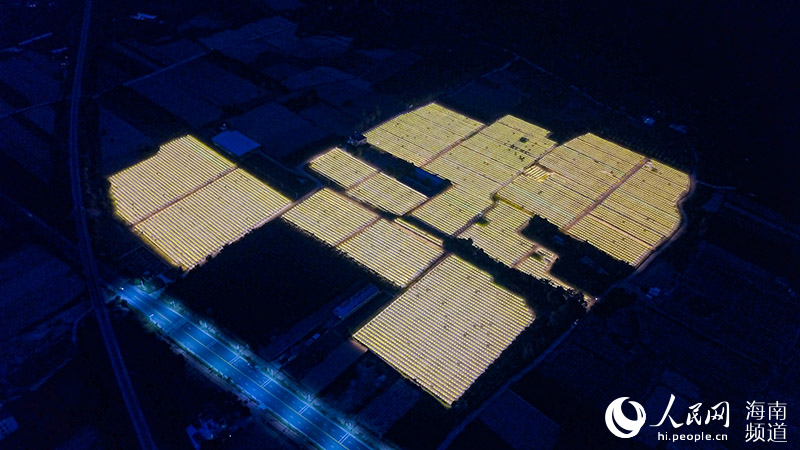 Las luces en los campos de frutas son como estrellas, conectadas en un conjunto. Por Niu Liangyu, Pueblo en Línea