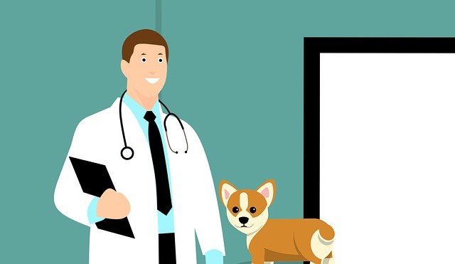La atención veterinaria en línea se abre paso en China