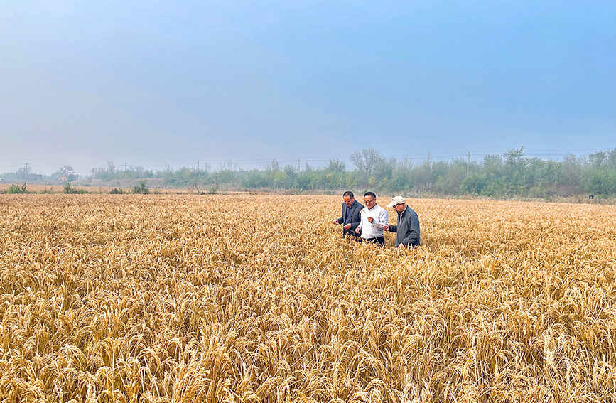 El arroz marino asegura una abundante cosecha en Tianjin