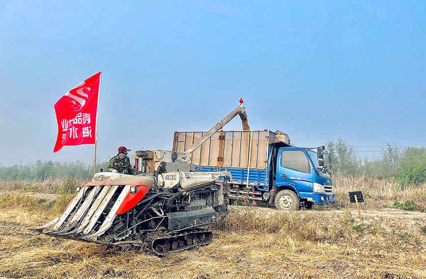 El arroz marino asegura una abundante cosecha en Tianjin