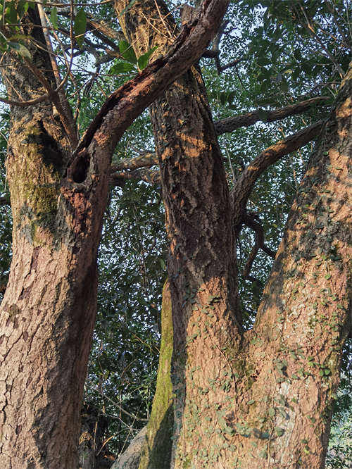 Descubren un árbol de Osmanthus de 560 años en el centro de China