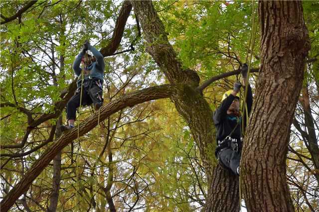 La escalada de árboles conquista cumbres en Hubei