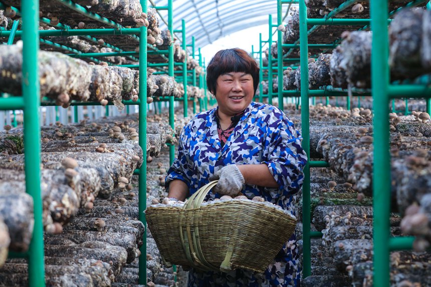 El cultivo de hongos shiitake enriquece a los habitantes de Henan