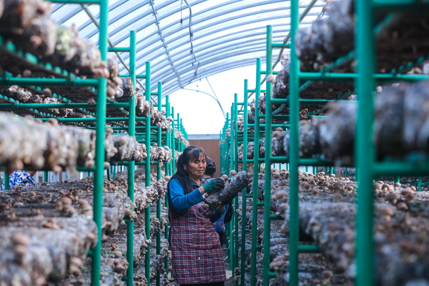 El cultivo de hongos shiitake enriquece a los habitantes de Henan