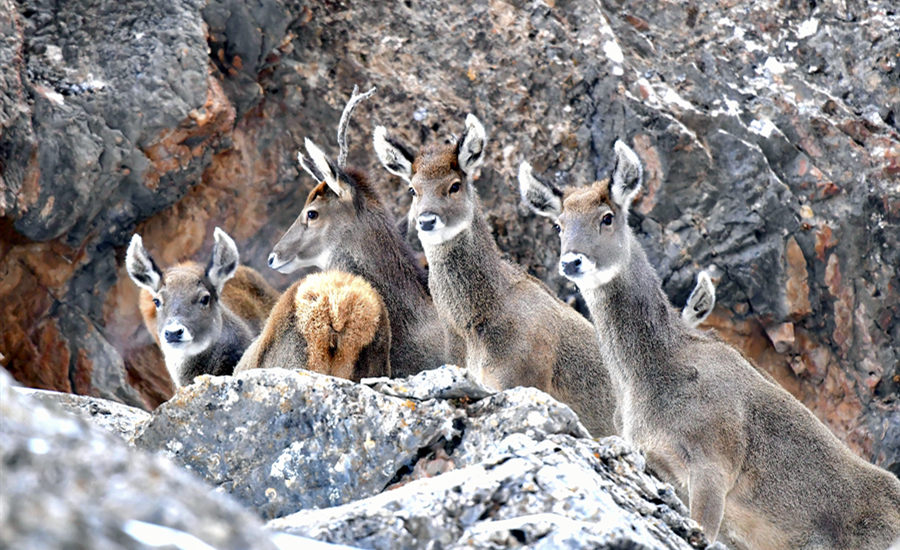 Qinghai: ciervos de hocico blanco en la montaña Baishu