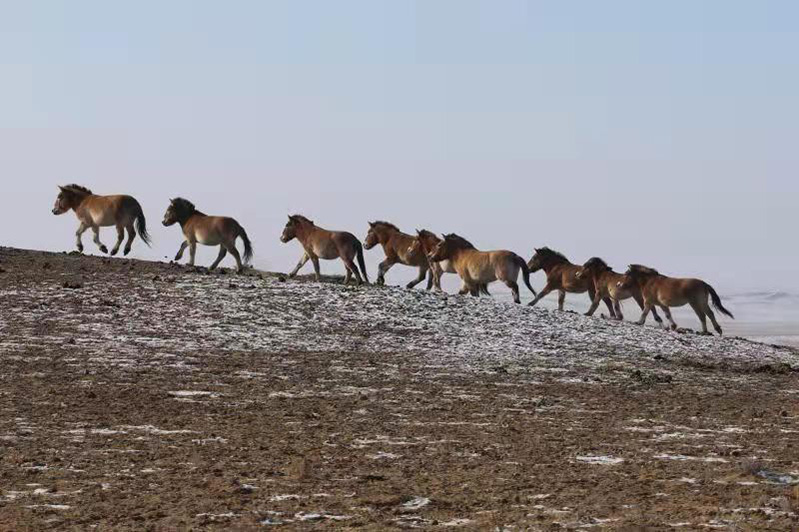 La población china de caballos Przewalski ya supera los 700 ejemplares. [Foto: proporcionada a Chinadaily.com.cn]