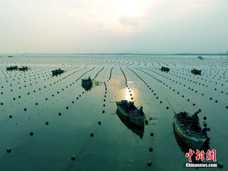 Rongcheng en Shandong: finaliza la "plantación de plántulas de arroz" en las granjas marinas