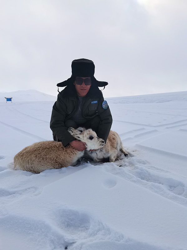 Un oficial de la patrulla ambiental salva a dos crías de antílope tibetano hambrientos recientemente después de una fuerte nevada en el condado Gerze, región autónoma del Tíbet. [Foto proporcionada a Chinadaily.com.cn]