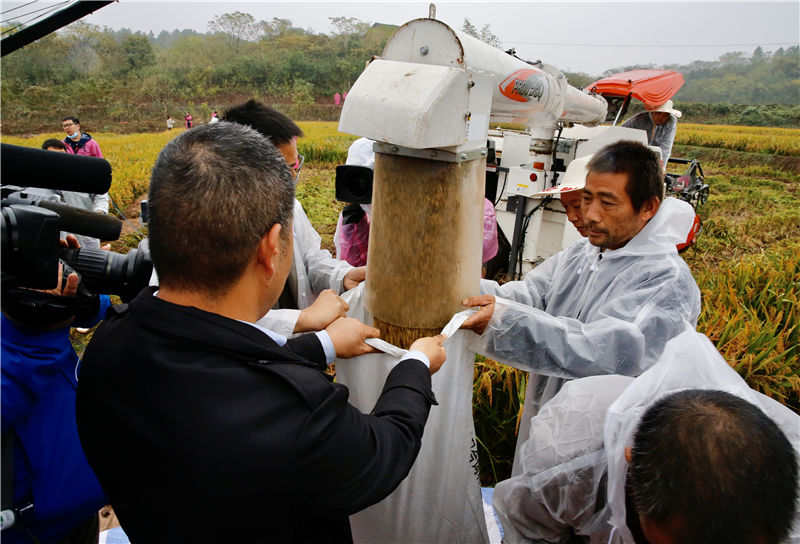 Expertos en evaluación cosechan arroz híbrido de tercera generación cultivado en el campo experimental en el condado de Hengnan de Hunan el 2 de noviembre de 2020. [Foto de Zhou Wei/para chinadaily.com.cn].