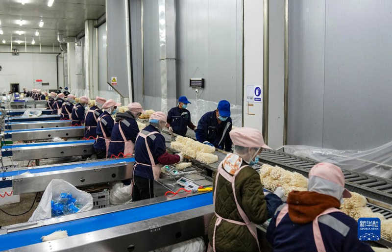 Un pueblo de Chongqing hace realidad la "producción inteligente" de setas