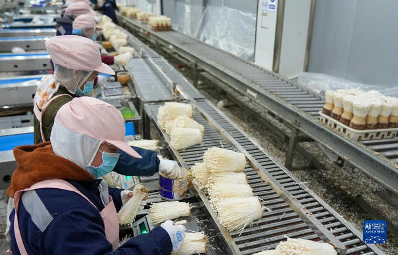 Un pueblo de Chongqing hace realidad la "producción inteligente" de setas