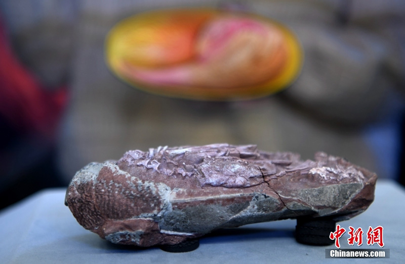 El hallazgo de un huevo de dinosaurio intacto revela el vínculo con las aves modernas