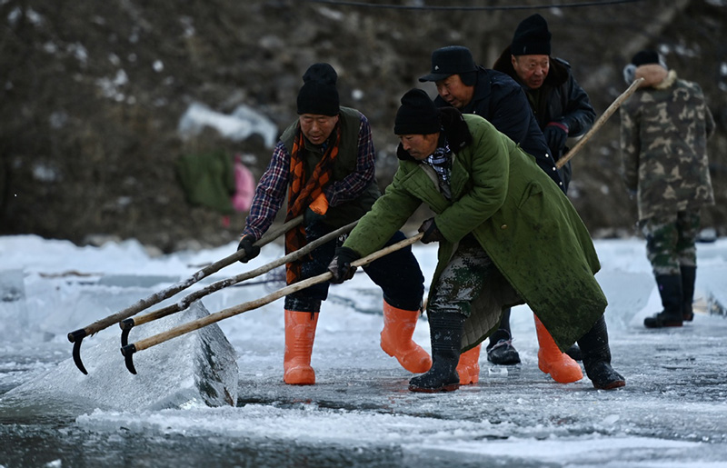 Trabajadores arrastran un trozo de hielo desde un lago de Yudushan, distrito Yanqing, Beijing, 28 de diciembre del 2021. [Foto: Wei Xiaohao/ China Daily]