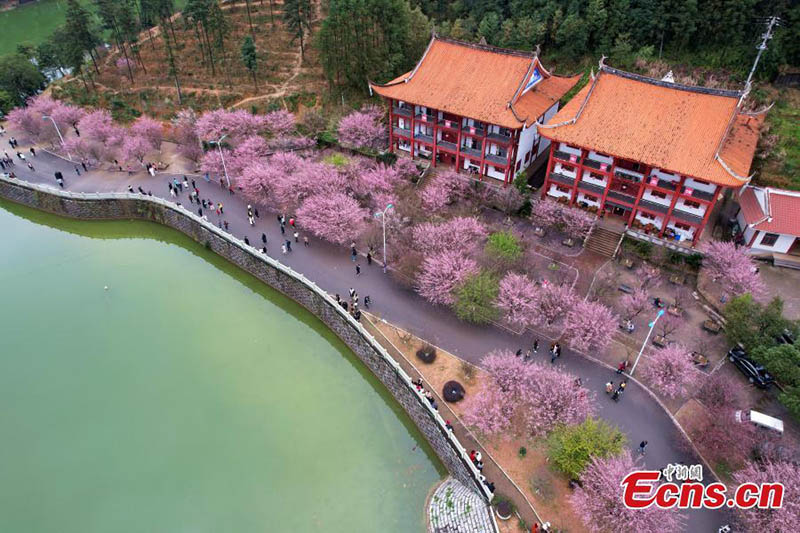 Ciruelos florecen en un antiguo templo de Fuzhou