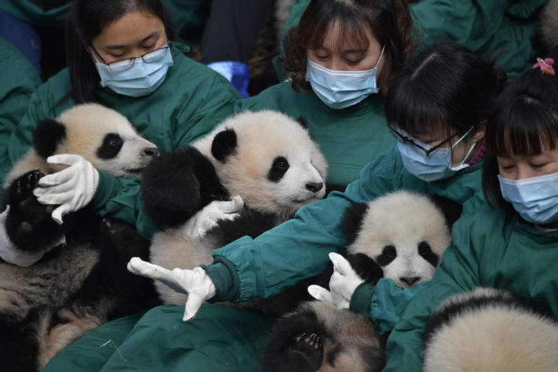 Los pandas gigantes nacidos en 2021 dan la bienvenida al Festival de Primavera