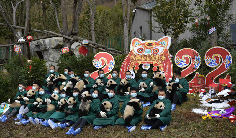 Los pandas gigantes nacidos en 2021 dan la bienvenida al Festival de Primavera